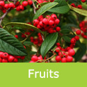 Bare Root Cornubia Cotoneaster Tree fruits